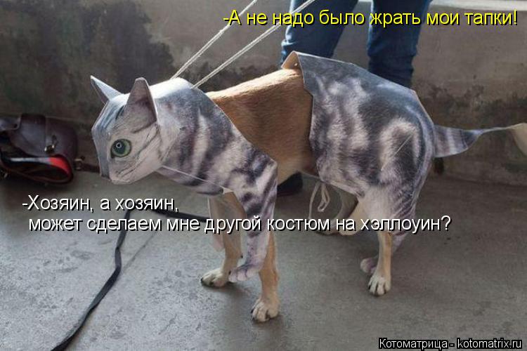 -Хозяин, а хозяин, может сделаем мне другой костюм на хэллоуин? -А не надо было жрать мои тапки!... Котоматрица: -Хозяин, а хозяин, может сделаем мне другой костюм на хэллоуин? -А не надо было жрать мои тапки!