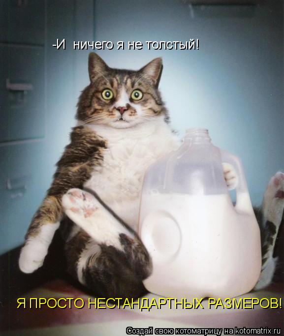 -И ничего я не толстый! Я ПРОСТО НЕСТАНДАРТНЫХ РАЗМЕРОВ!... Котоматрица: -И ничего я не толстый! Я ПРОСТО НЕСТАНДАРТНЫХ РАЗМЕРОВ!