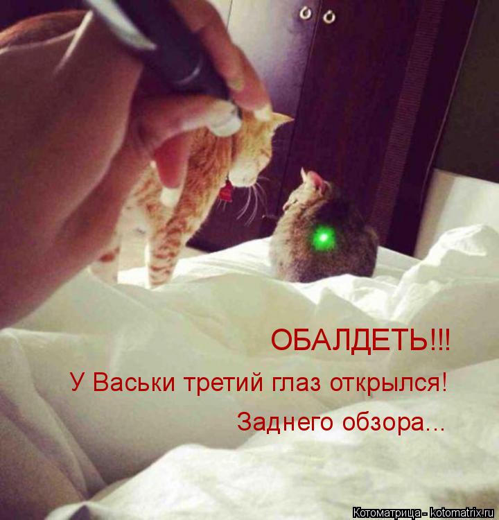 Обалдеть!!! ОБАЛДЕТЬ!!! У Васьки третий глаз открылся! Заднего обзора...... Котоматрица: Обалдеть!!! ОБАЛДЕТЬ!!! У Васьки третий глаз открылся! Заднего обзора...