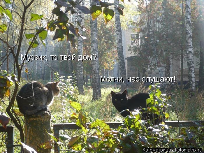 Котоматрица: Мурзик, то твой дом? Молчи, нас слушают!