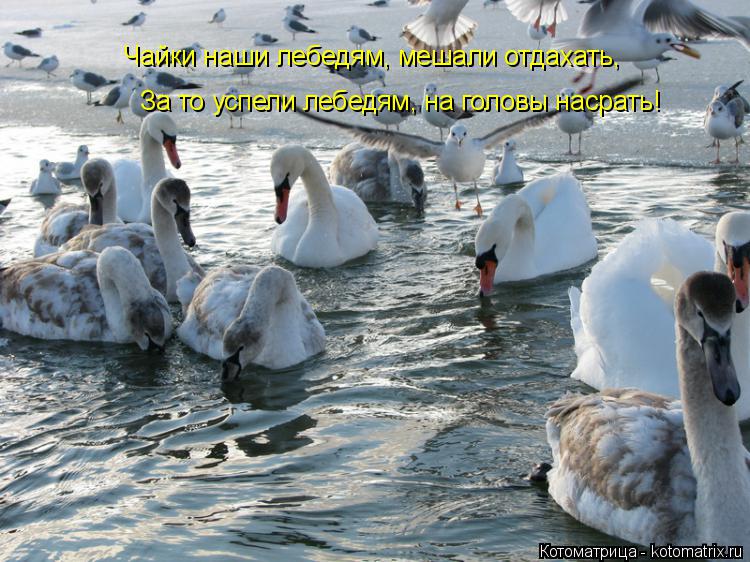 Котоматрица: Чайки наши лебедям, мешали отдахать, За то успели лебедям, на головы насрать!