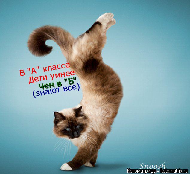 Котоматрица: В "А" классе  Дети умнее Чем в "Б" (знают все)