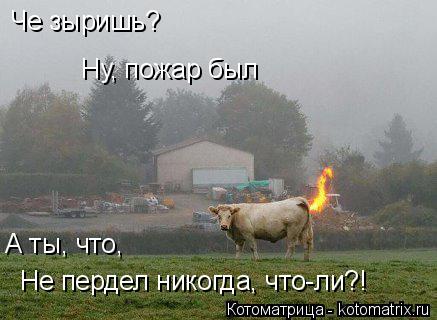 Че зыришь? Не пердел никогда, что-ли?! Ну, пожар был А ты, что,... Котоматрица: Че зыришь? Не пердел никогда, что-ли?! Ну, пожар был А ты, что,