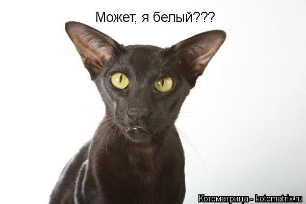 Может, я белый???... Котоматрица: Может, я белый???