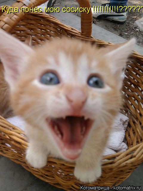 Котоматрица: Куда понёс мою сосиску !!!!!!!!!!!????????