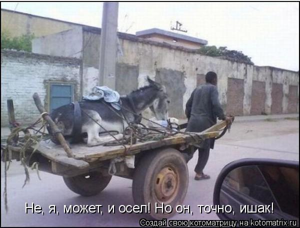 Не, я, может, и осел! Но он, точно, ишак!... Котоматрица: Не, я, может, и осел! Но он, точно, ишак!