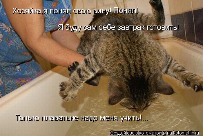 Котоматрица: Хозяйка,я понял свою вину! Понял! Я буду сам себе завтрак готовить! Только плаватьне надо меня учить!...