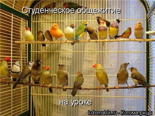 Студенческое общежитие на уроке... Котоматрица: Студенческое общежитие на уроке