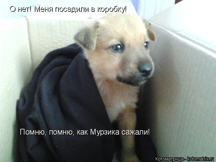 О нет! Меня посадили в коробку! Помню, помню, как Мурзика сажали!... Котоматрица: О нет! Меня посадили в коробку! Помню, помню, как Мурзика сажали!