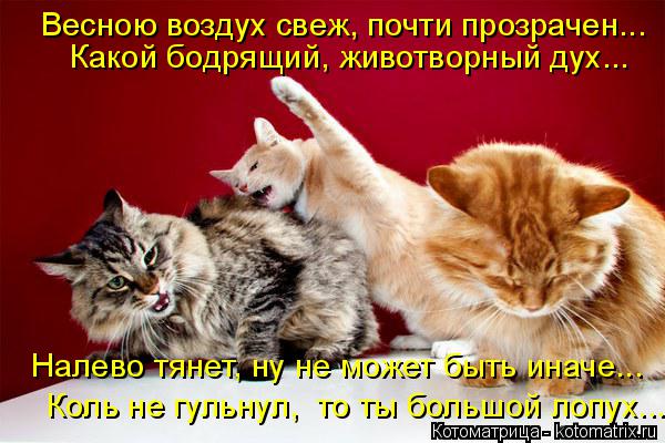 Весною воздух свеж, почти прозрачен... Какой бодрящий, животворный дух... Налево тянет, ну не может б... Котоматрица: Весною воздух свеж, почти прозрачен... Какой бодрящий, животворный дух... Налево тянет, ну не может быть иначе... Коль не гульнул, то ты большой