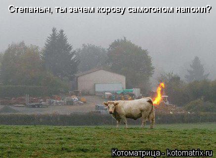 Степаныч, ты зачем корову самогоном напоил?... Котоматрица: Степаныч, ты зачем корову самогоном напоил?