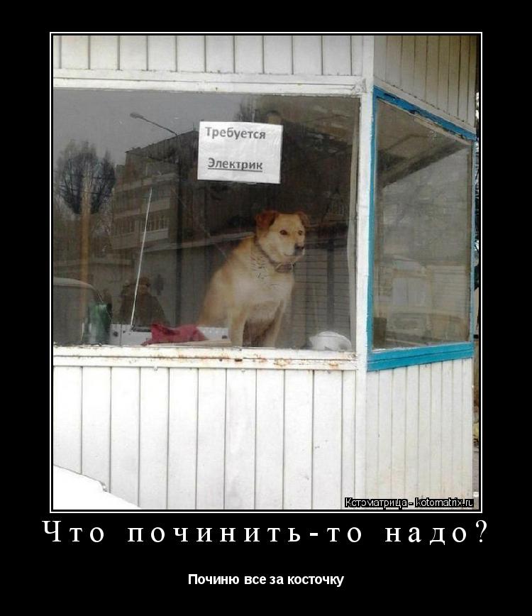 Что починить-то надо? Починю все за косточку... Котоматрица: Что починить-то надо? Починю все за косточку