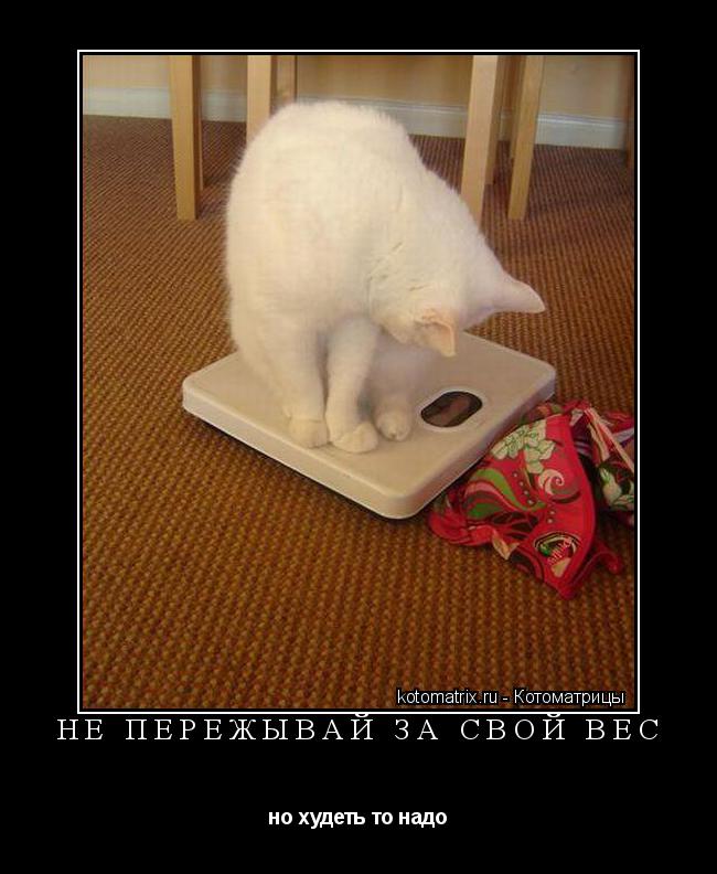 Котоматрица: НЕ ПЕРЕЖЫВАЙ ЗА СВОЙ ВЕС но худеть то надо