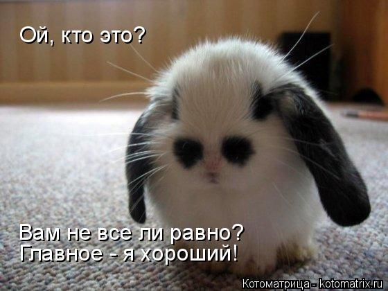 Котоматрица: Ой, кто это? Вам не все ли равно? Главное - я хороший!
