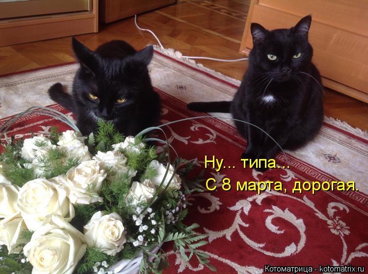 Котоматрица: Ну... типа... С 8 марта, дорогая.