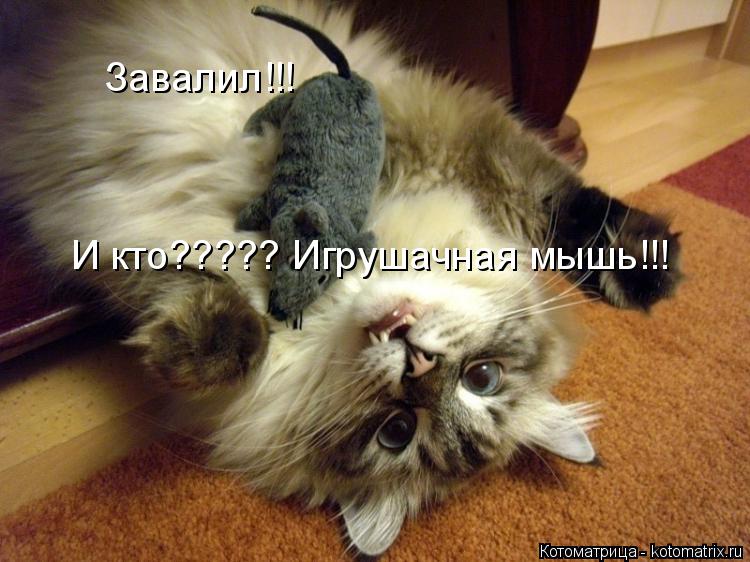 Завалил!!! И кто????? Игрушачная мышь!!!... Котоматрица: Завалил!!! И кто????? Игрушачная мышь!!!