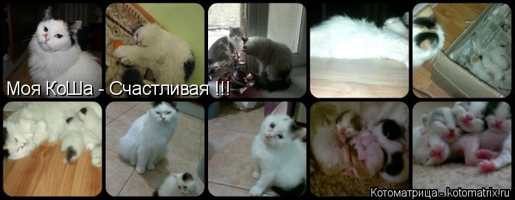 Котоматрица: Моя КоШа - Счастливая !!!