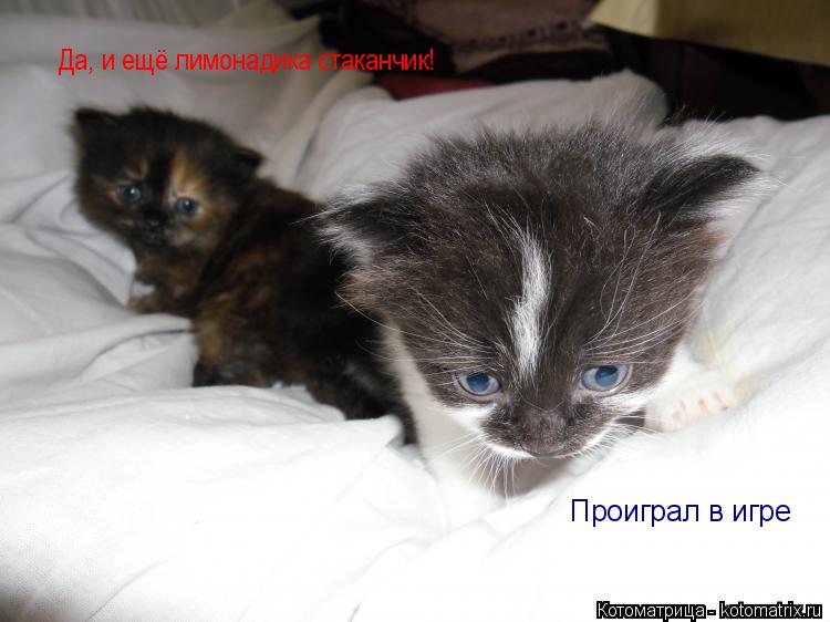 Котоматрица: Да, и ещё лимонадика стаканчик! Проиграл в игре