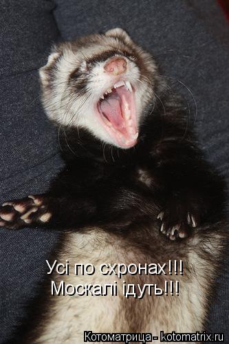 Усі по схронах!!! Москалі ідуть!!!... Котоматрица: Усі по схронах!!! Москалі ідуть!!!