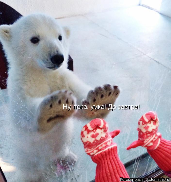 Котоматрица: Ну, пока. умка! До завтра!