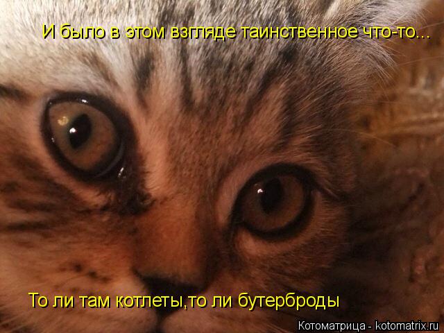 И было в этом взгляде таинственное что-то... То ли там котлеты,то ли бутерброды... Котоматрица: И было в этом взгляде таинственное что-то... То ли там котлеты,то ли бутерброды