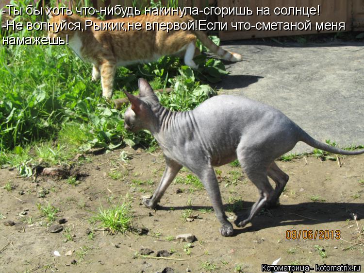 Котоматрица: -Ты бы хоть что-нибудь накинула-сгоришь на солнце! -Не волнуйся,Рыжик,не впервой!Если что-сметаной меня намажешь!