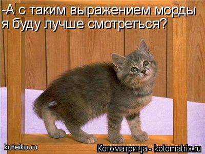 Котоматрица: -А с таким выражением морды я буду лучше смотреться?