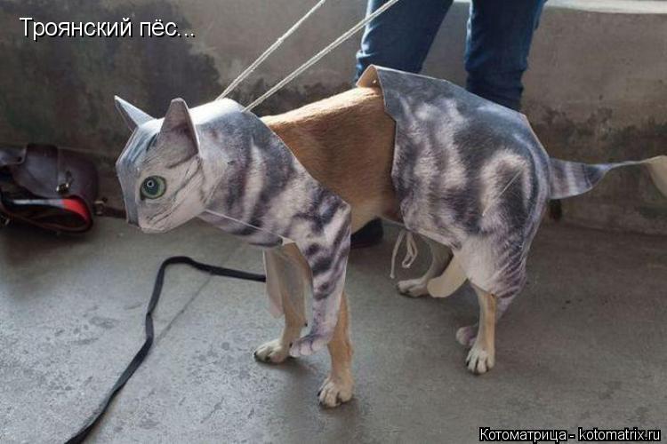 Котоматрица: Троянский пёс...