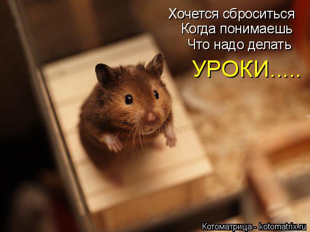 Котоматрица: Хочется сброситься Когда понимаешь Что надо делать УРОКИ.....