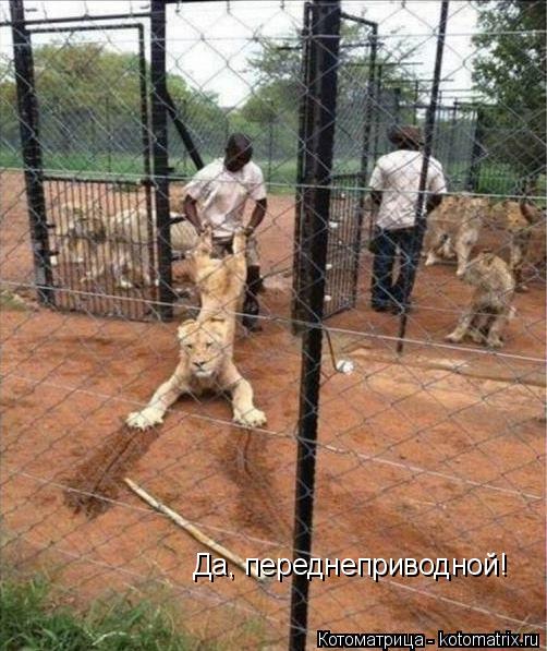 Котоматрица: Да, переднеприводной!
