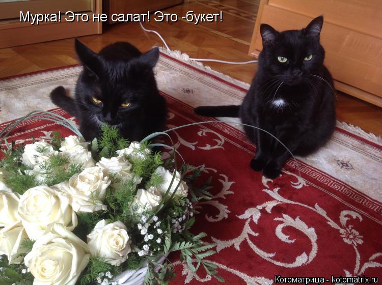 Котоматрица: Мурка! Это не салат! Это -букет!