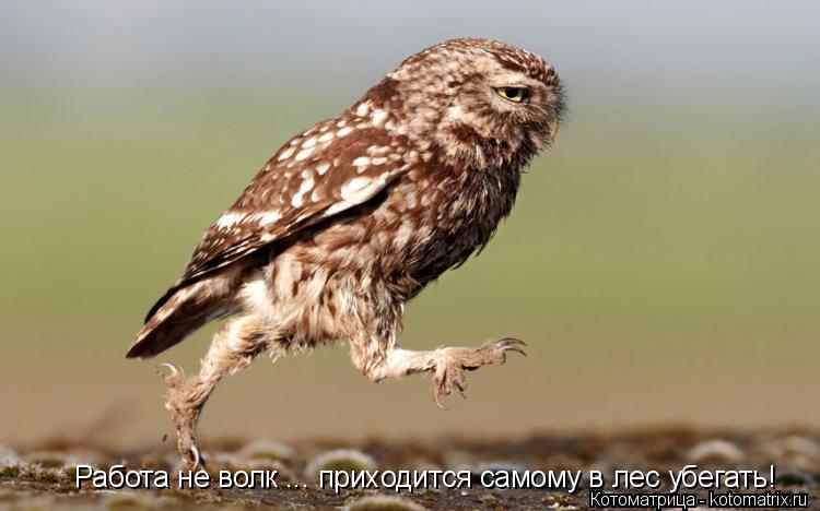Котоматрица: Работа не волк ... приходится самому в лес убегать!