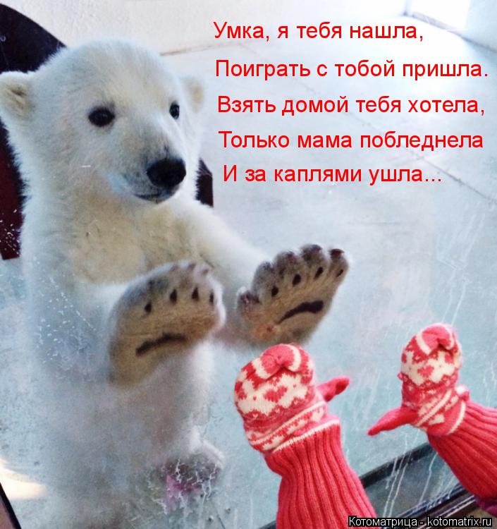 Котоматрица: Умка, я тебя нашла, Поиграть с тобой пришла. Взять домой тебя хотела, Только мама побледнела И за каплями ушла...