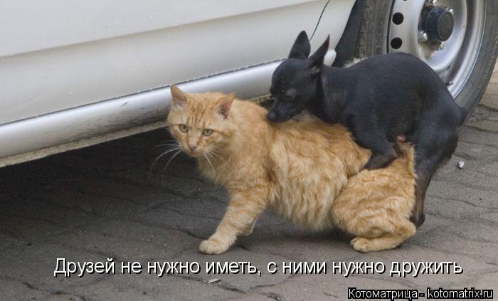Котоматрица: Друзей не нужно иметь, с ними нужно дружить