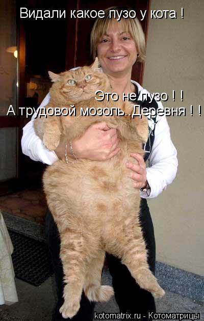 Видали какое пузо у кота ! Это не пузо ! ! А трудовой мозоль..Деревня ! !... Котоматрица: Видали какое пузо у кота ! Это не пузо ! ! А трудовой мозоль..Деревня ! !