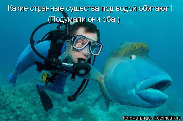 Какие странные существа под водой обитают ! (Подумали они оба.)... Котоматрица: Какие странные существа под водой обитают ! (Подумали они оба.)