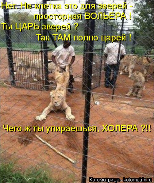Нет. Не клетка это для зверей - просторная ВОЛЬЕРА ! Ты ЦАРЬ зверей ? Так ТАМ полно царей ! Чего ж ты... Котоматрица: Нет. Не клетка это для зверей - просторная ВОЛЬЕРА ! Ты ЦАРЬ зверей ? Так ТАМ полно царей ! Чего ж ты упираешься, ХОЛЕРА ?!!
