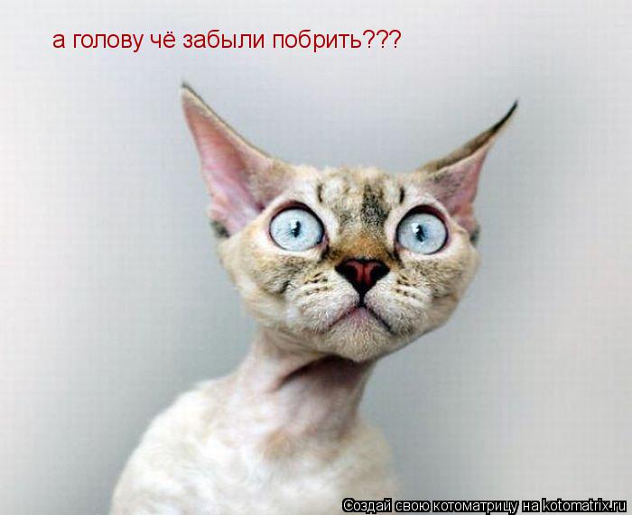 Котоматрица: а голову чё забыли побрить??? а голову чё забыли побрить???