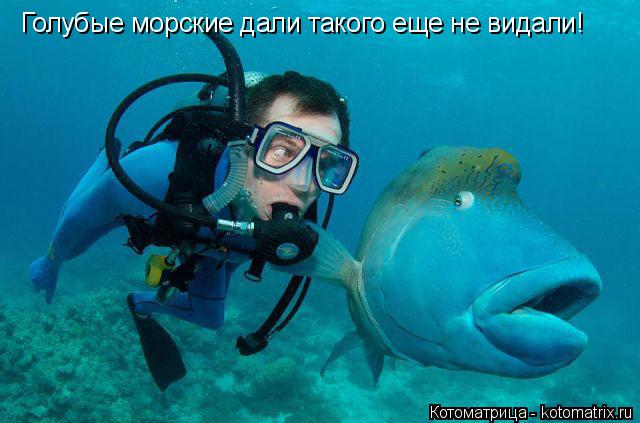 Голубые морские дали такого еще не видали!... Котоматрица: Голубые морские дали такого еще не видали!