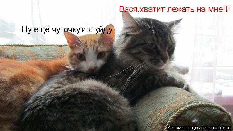 Котоматрица: Вася,хватит лежать на мне!!! Ну ещё чуточку,и я уйду