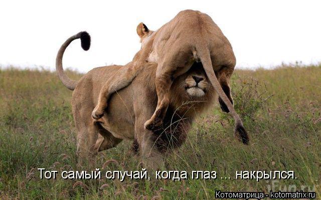 Котоматрица: Тот самый случай, когда глаз ... накрылся.