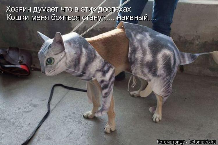 Котоматрица: Хозяин думает что в этих доспехах Кошки меня бояться станут..... наивный....