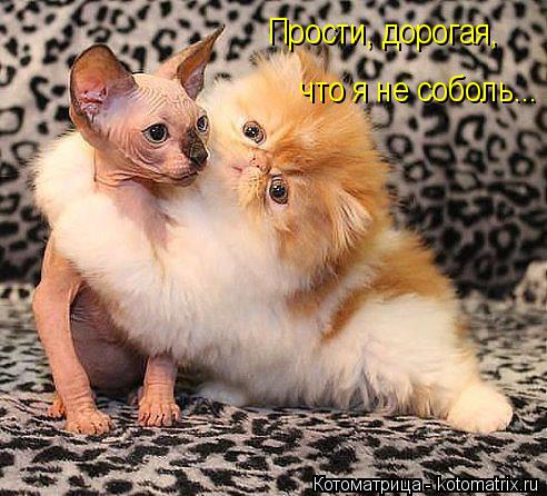Прости, дорогая, что я не соболь...... Котоматрица: Прости, дорогая, что я не соболь...