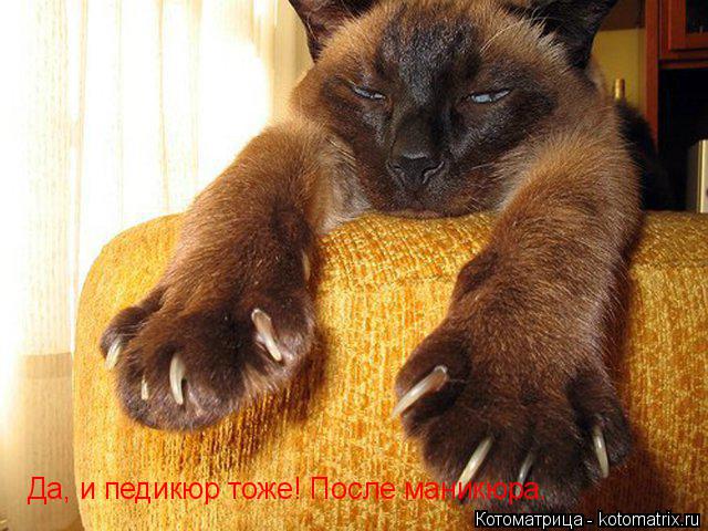 Котоматрица: Да, и педикюр тоже! После маникюра.