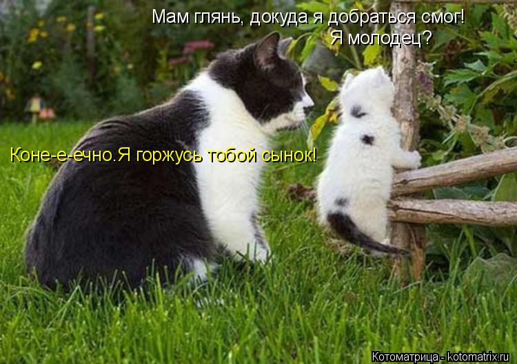 Котоматрица: Мам глянь, докуда я добраться смог! Я молодец? Коне-е-ечно.Я горжусь тобой сынок!