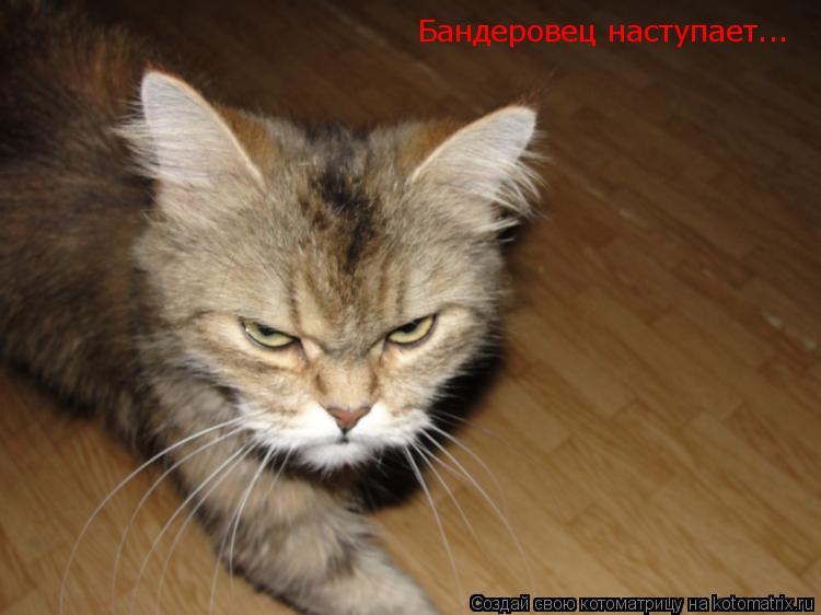 Котоматрица: Бандеровец наступает...