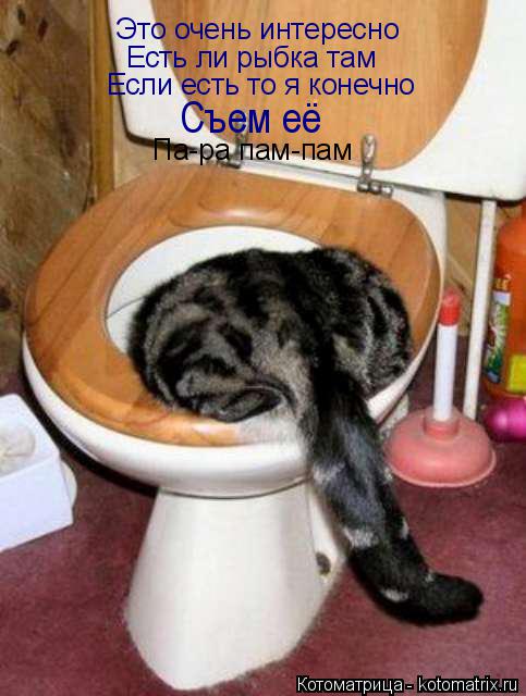 Котоматрица: Это очень интересно Есть ли рыбка там Если есть то я конечно Съем её Па-ра пам-пам