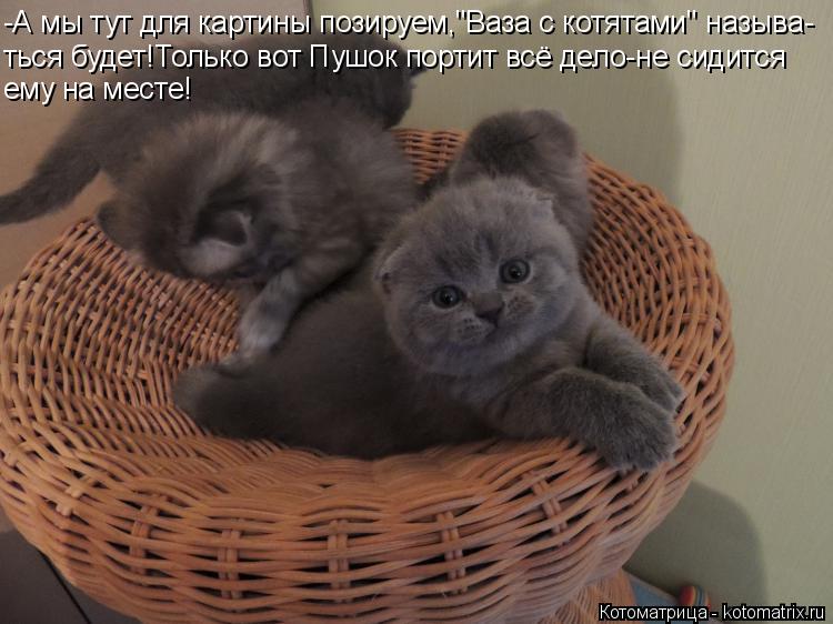 Котоматрица: -А мы тут для картины позируем,"Ваза с котятами" называ- ться будет!Только вот Пушок портит всё дело-не сидится ему на месте!