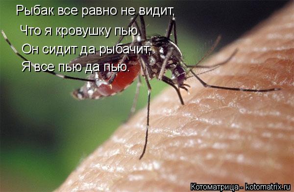 Котоматрица: Рыбак все равно не видит, Что я кровушку пью. Он сидит да рыбачит, Я все пью да пью.