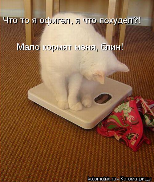 Что то я офигел, я что похудел?! Мало кормят меня, блин!... Котоматрица: Что то я офигел, я что похудел?! Мало кормят меня, блин!